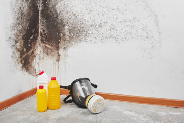 Best Toxic Mold Removal  in Idalou, TX