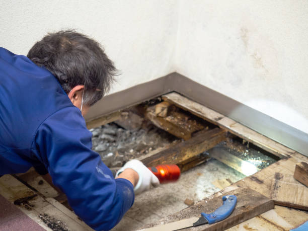 Best Certified Mold Removal  in Idalou, TX