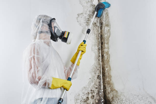 Best Mold Removal Company Near Me  in Idalou, TX