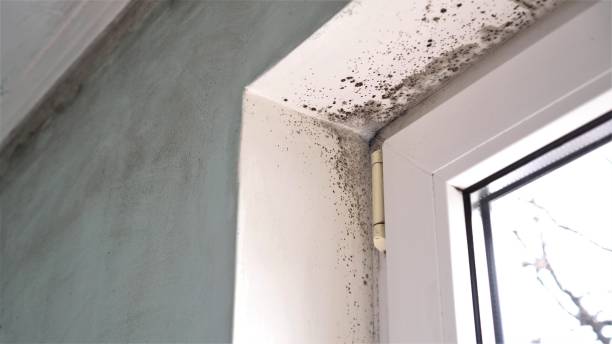 Reliable Idalou, TX Mold Removal Solutions
