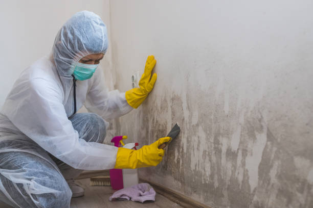 Best Fast Mold Removal  in Idalou, TX