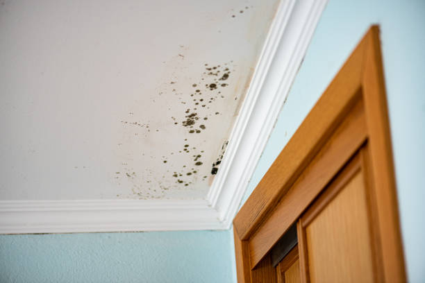 Best Mold Cleaning Services  in Idalou, TX