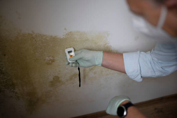 Best Home Mold Removal  in Idalou, TX