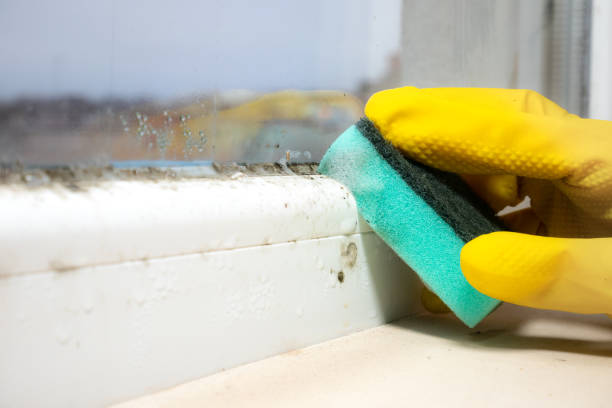 Best Mold Removal Specialists  in Idalou, TX