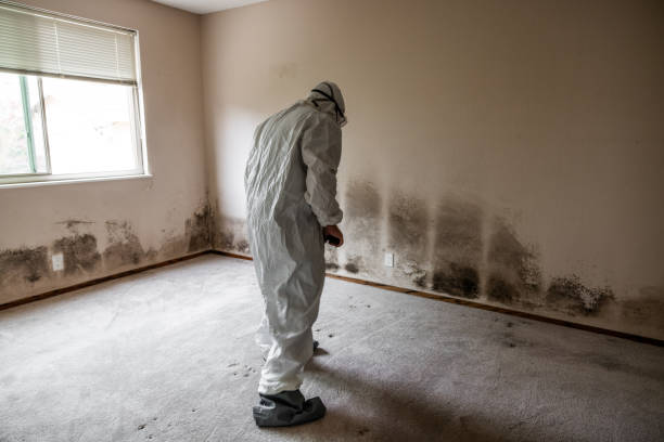 Best Black Mold Removal  in Idalou, TX